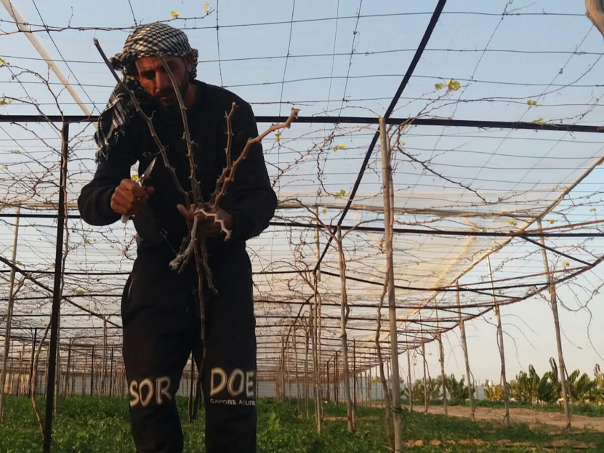 How Palestinian farmers and clothing workers struggle under Israeli blockade