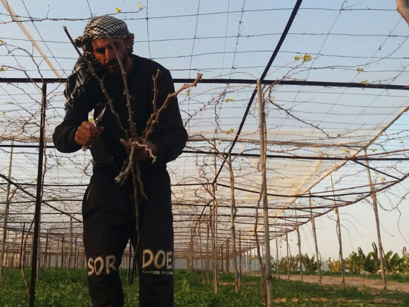 Inside the struggle of farmers and industrial workers in Gaza as Palestinians face exposure to environmental racism under Israeli blockade.