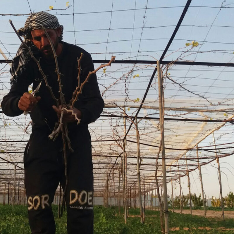 How Palestinian farmers and clothing workers struggle under Israeli blockade
