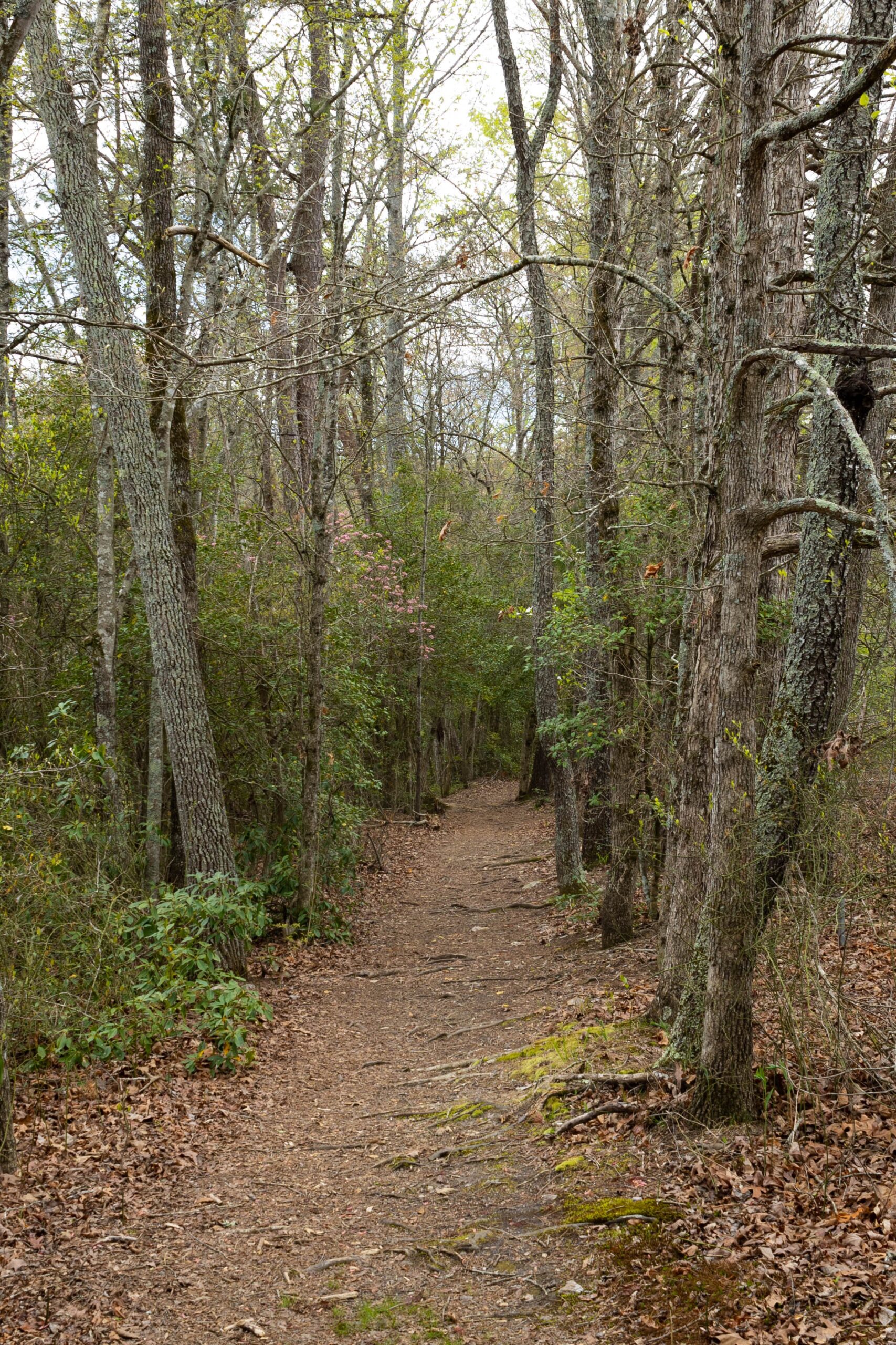 The changing seasons are an apt metaphor to talk about the shedding, withering, and falling away that accompanies the most painful parts of grief. Nnenna Freelon takes us on a walk through the woods to contemplate autumn and the possibility of renewal.