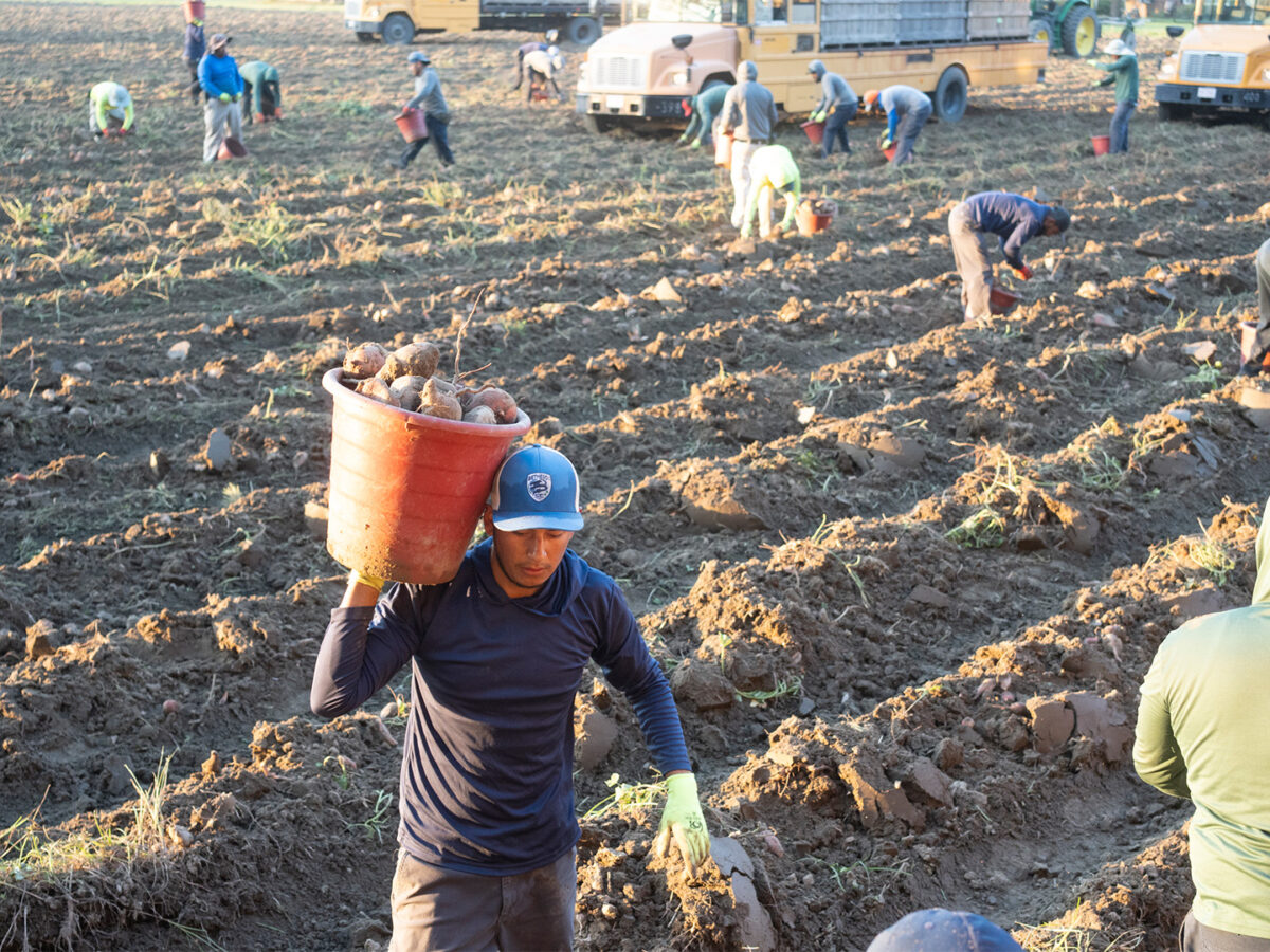 After Helene and Milton, Farmworkers Play an Outsized Role in the Cleanup