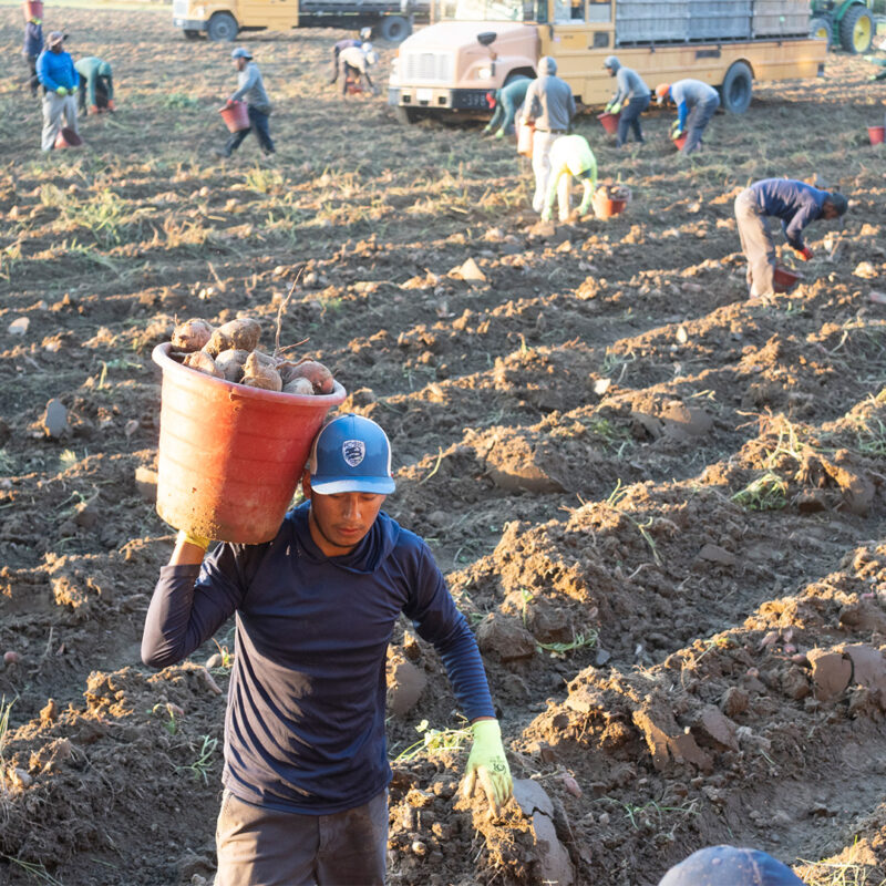 After Helene and Milton, Farmworkers Play an Outsized Role in the Cleanup